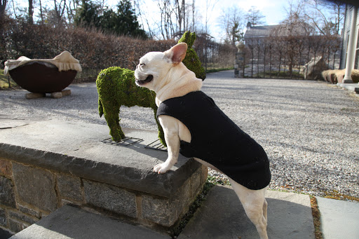 Topiaries are often made by trimming trees, shrubs, or bushes into shapes.  This is a different type of topiary.