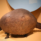 Fóssil de "tartaruga" - Manitoba Museum -  Winnipeg, Manitoba, Canadá