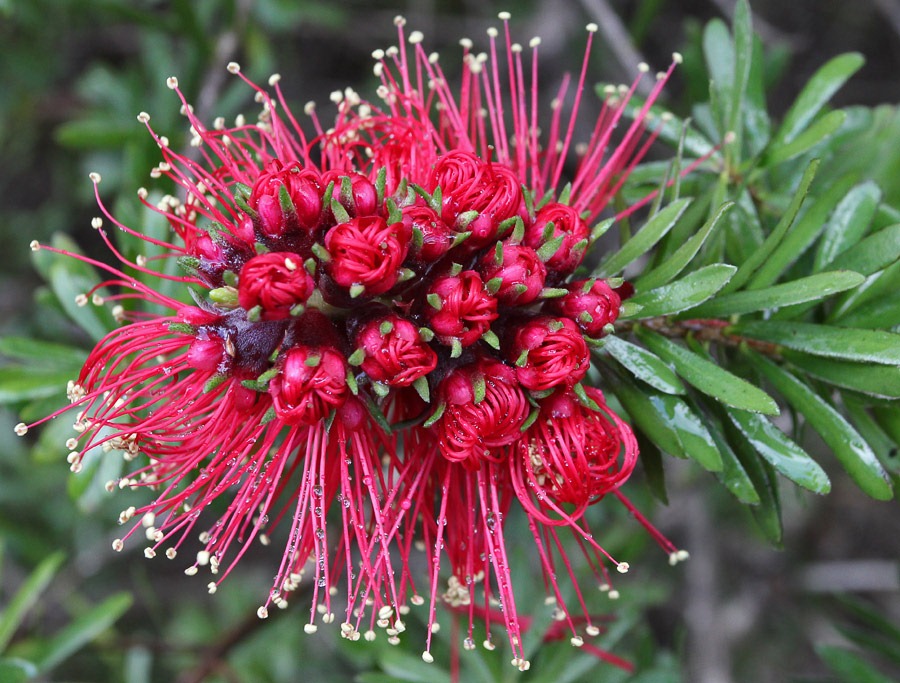 [120211_UCSC_Arboretum_Kunzea-baxteri_06%255B9%255D.jpg]