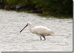 Slimbridge WWT - Rain