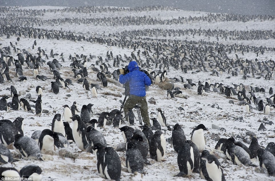 [Cameraman%2520Mark%2520Smith%2520is%2520surrounded%2520by%2520penguins%2520as%2520he%2520films%2520in%2520harsh%2520weather%2520conditions%255B4%255D.jpg]