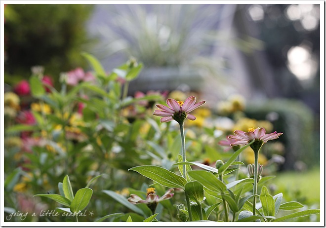 zinnia 2_edited-1