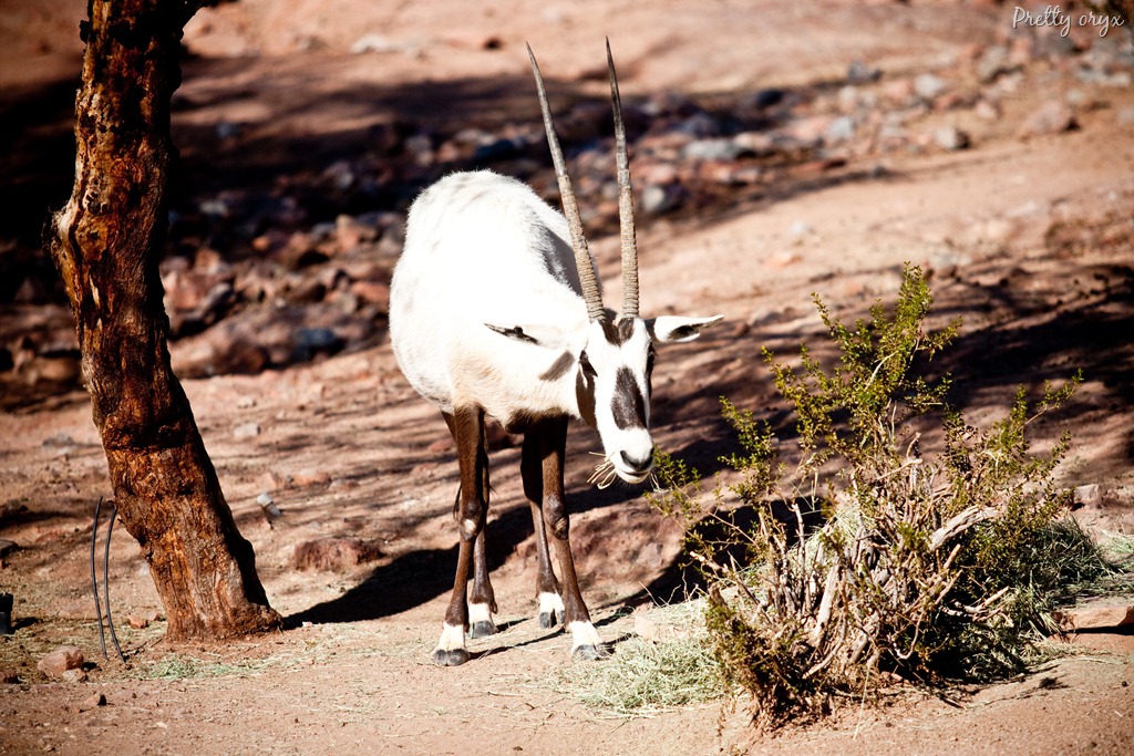 [20111231-IMG_0217%255B14%255D.jpg]