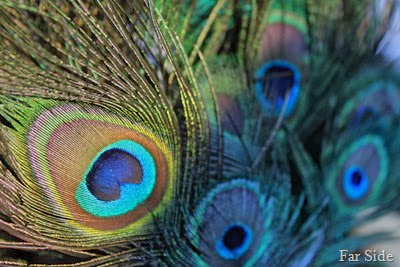 Peacock feathers so pretty