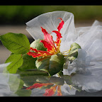 DSC_0195-1.jpg