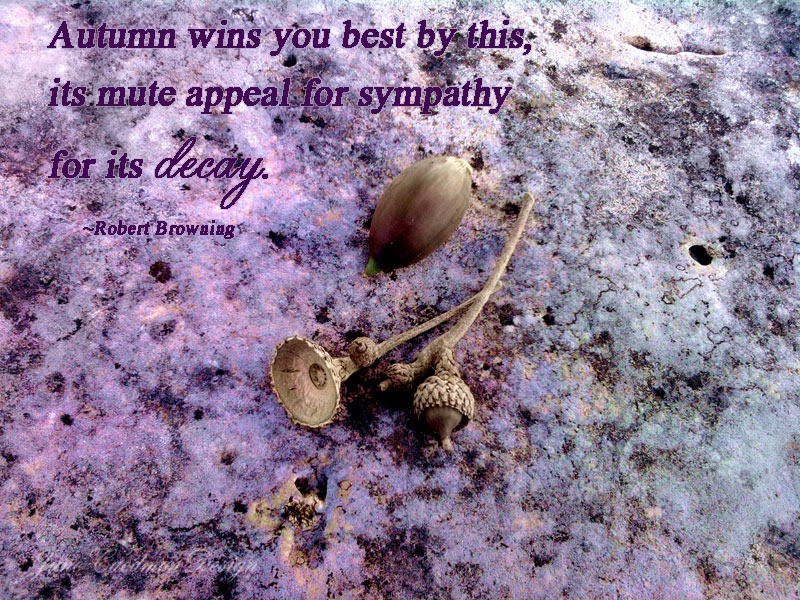 [Acorns_quest%255B8%255D.jpg]