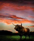 Maximus-Sunset.jpg