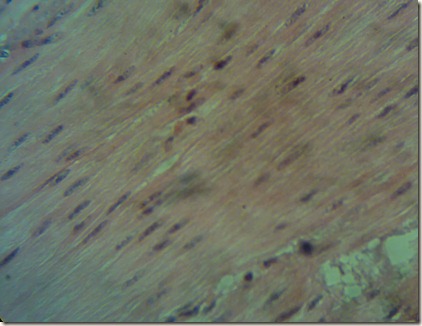 Smooth muscle under high magnification