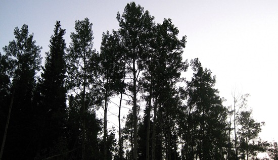 Pink sunrise in Big Cottonwood Canyon
