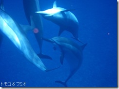 ハワイ島でイルカと泳ぐドルフィンスイム ハワイ島でイルカと泳ぐドルフィンスイム
