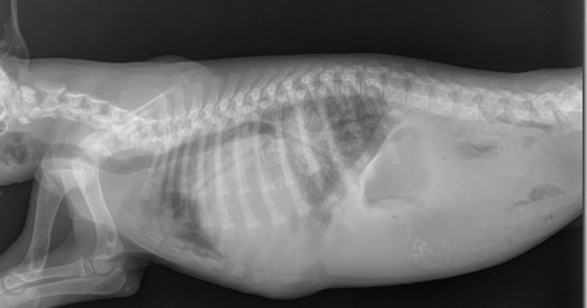 Quali noci per aumento di una potenzialità