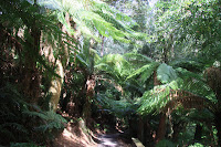 Ferny walk