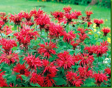 Monarda Cambridge Scarlet