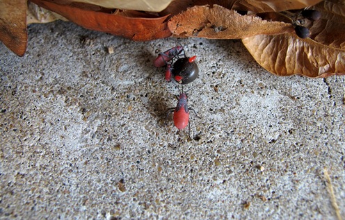 Red-shouldered bug horiz crop Red-shouldered bug horiz crop