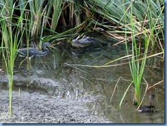 6473 Texas, South Padre Island - Birding and Nature Center - American Alligator & Pied-billed Grebe & Tricolored Heron at blind #5