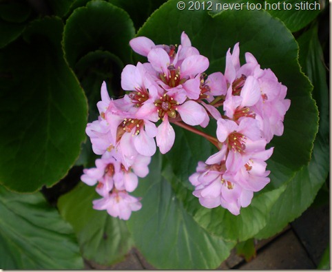 2012 winter bergenia close up