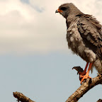 Graubürzel-Singhabicht © Foto: Ulrike Pârvu | Outback Africa Erlebnisreisen