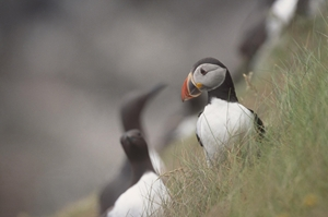 Puffins and guillemots depend on the sea for food. The UK government has been accused of failing the environment after announcing delays to the creation of marine reserves. Andy Hay / RSPB