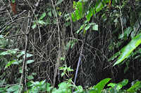 pinoyecofarm ram pump_0062.JPG