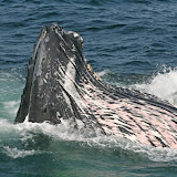 Feeding humpback whale