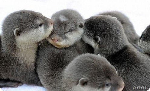 otter-affection