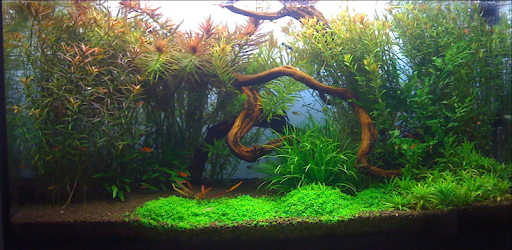 http://www.naturalaquascaping.com