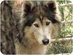 Beauty - Orlando, Fla.
Beauty is already spayed and up to date with shots. She is a bit on the shy side and would welcome a home with another dog companion (preferably male) to help her feel at home. Beauty - Orlando, Fla.
Beauty is already spayed and up to date with shots. She is a bit on the shy side and would welcome a home with another dog companion (preferably male) to help her feel at home.