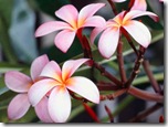 A close-up of frangipani flowers.