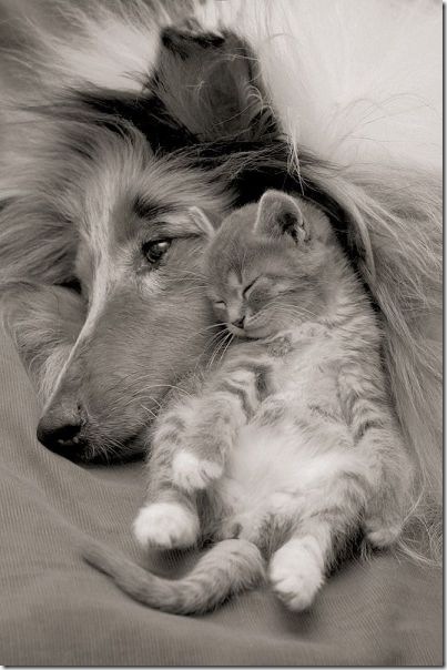 funny-animals-haha-1