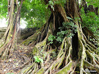 Botanischer Garten, Limbe
