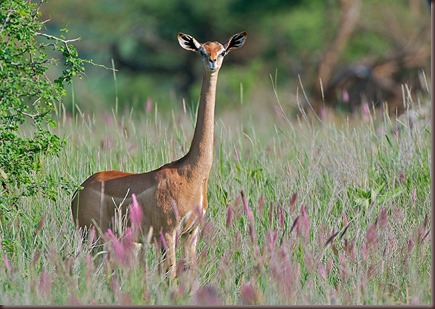 Amazing Animal Pictures Gerenuk (11)