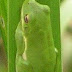 Green%252520tree%252520frog
