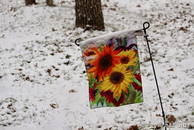 Sunny Sunflowers are all snowy