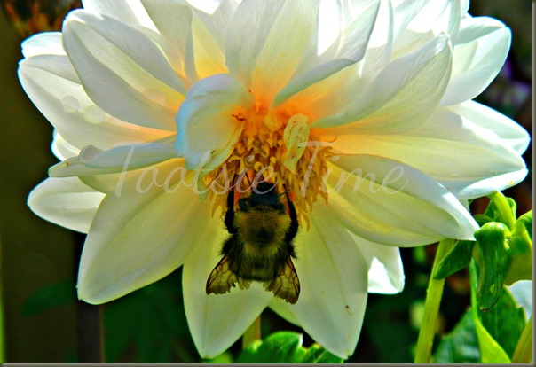 BeFunky2_013 BeFunky2_013