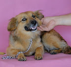 DURAZNITA
ADOPTADA