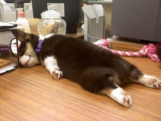 [tired-cute-animals-19%255B2%255D.jpg]