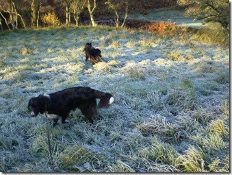 frosty moneynut 5