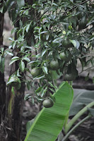 DSC_5920.JPG
