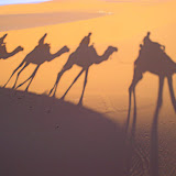 Camel trek