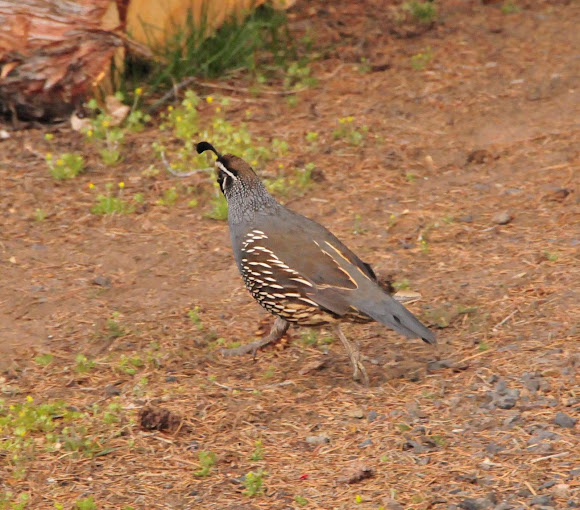 Spotting Image 1