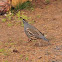 California quail