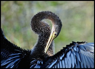 06b - Anhinga