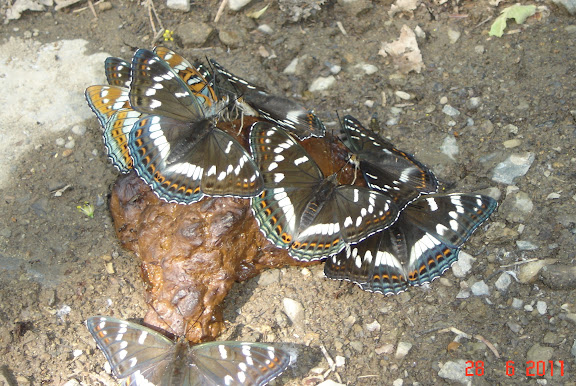 Limenitis populi ussuriensis STAUDINGER, 1887. Six km au sud d'Anisimovka, alt. 500 m (Primorskij Kraj, Oussouri), 29 juin 2011. Photo : G. Meissonnier