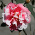 Fleur