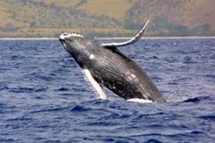 humpback humpback