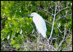 00g3 - Animals - Snowy Egret