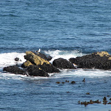 Hermanus