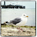 Möwe in Grömitz