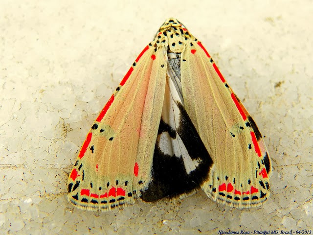 Arctiidae : Arctiinae : Utetheisa ornatrix (L., 1758). Pitangui (MG, Brésil), 11 avril 2013. Photo : Nicodemos Rosa