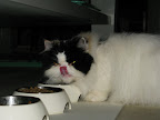 That little wench!  She was just playing with us!  We'll get her!